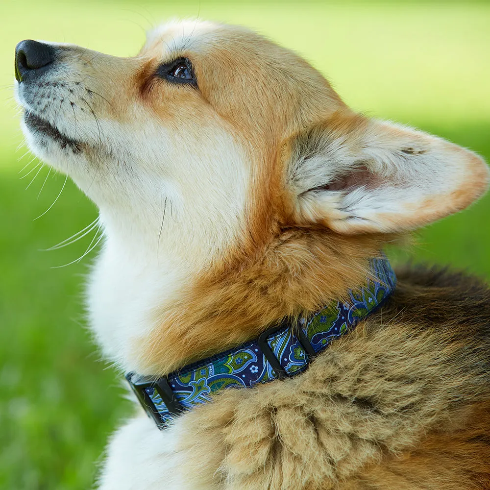 Wellfleet - Dog Collar