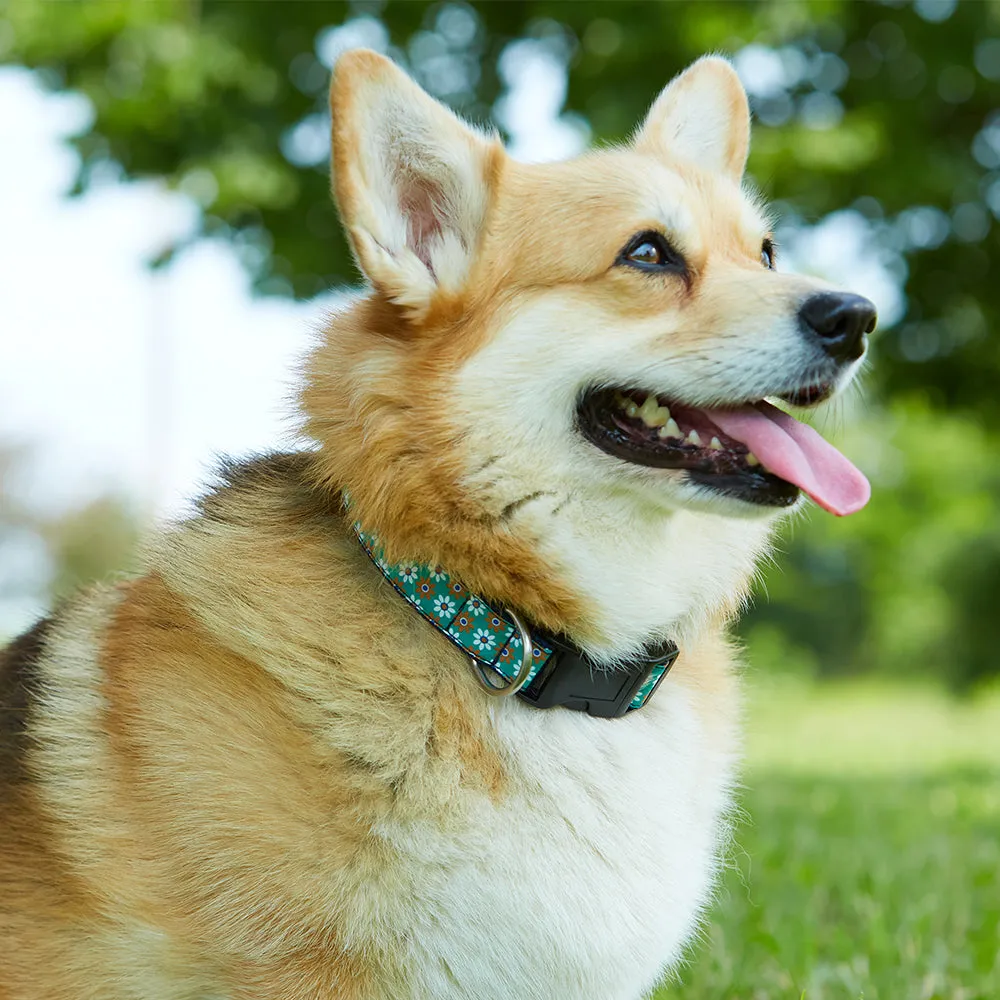 Wellfleet - Dog Collar